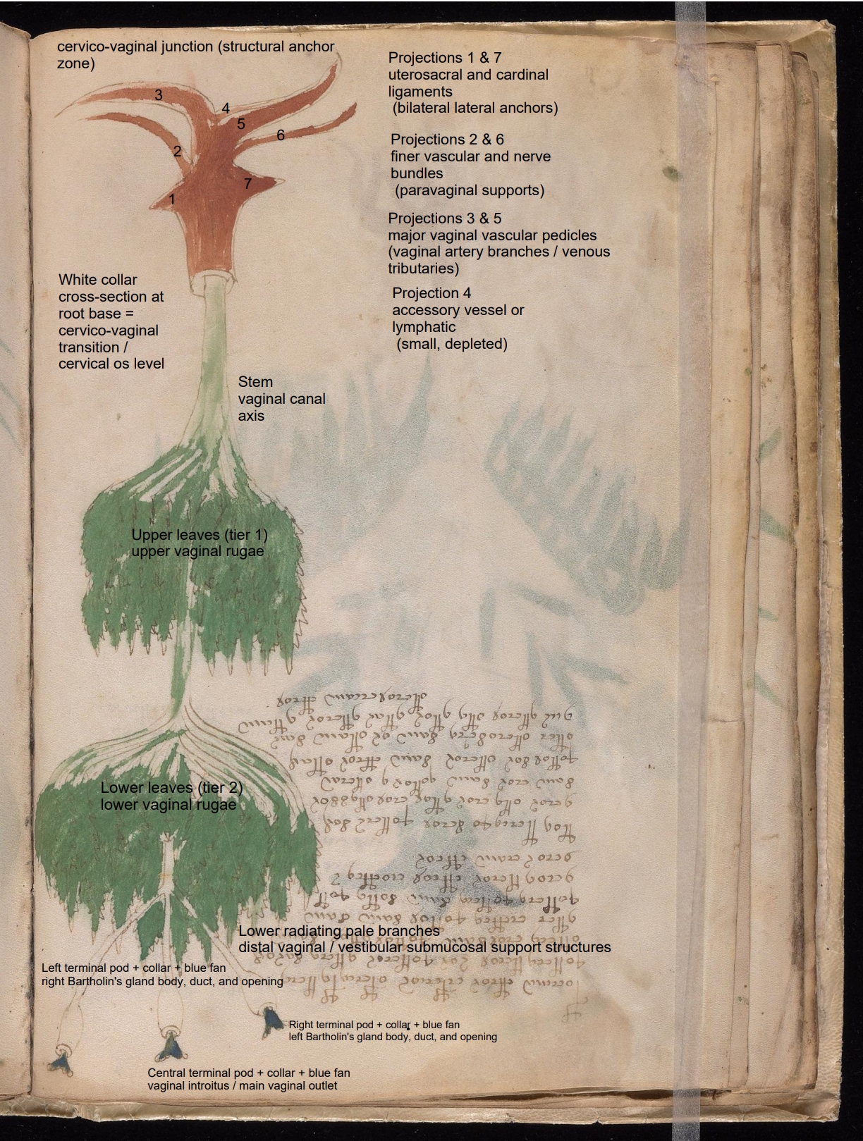 Labelled diagram of Folio 19v